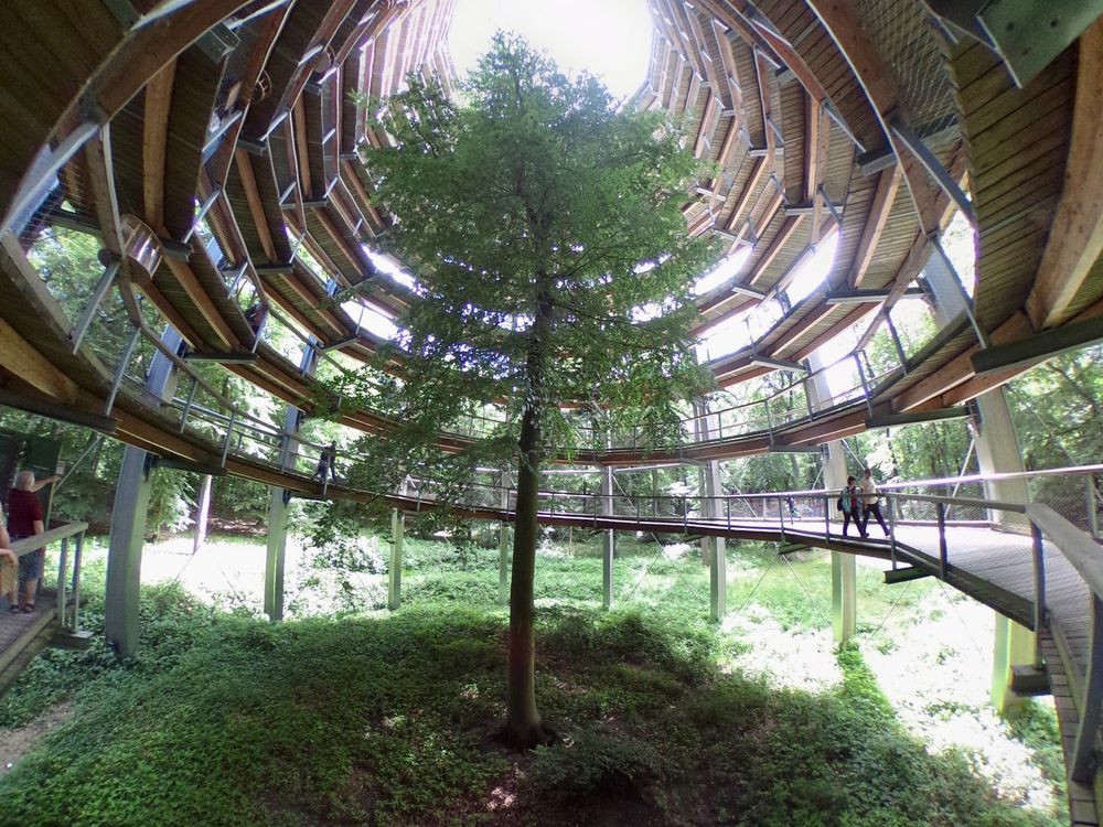 Baumwipfelpfad im Naturerbe Zentrum Rügen