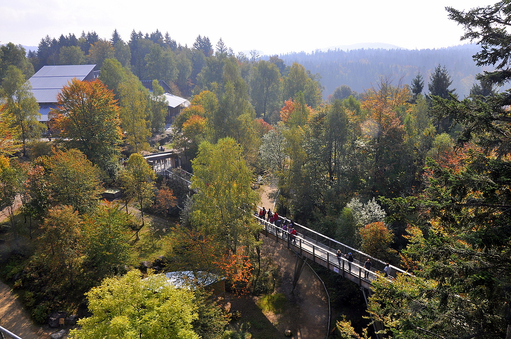 Baumwipfelpfad VI