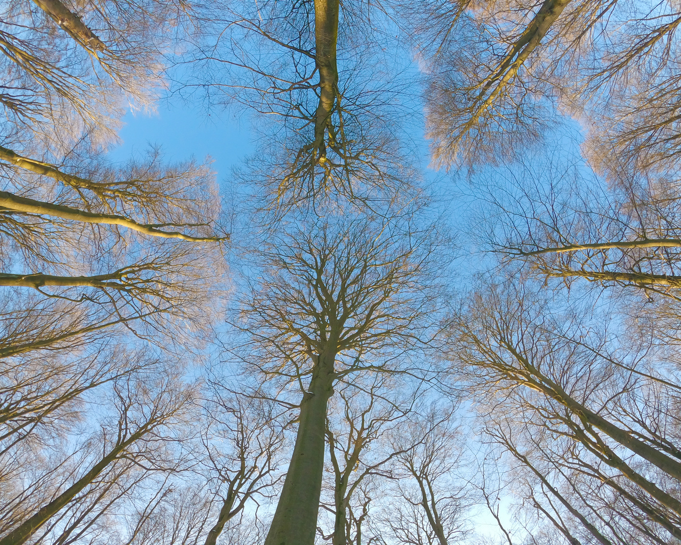 Baumwipfeltreffen der Buchen im Waldgebiet Kleinengelein, Steigerwald