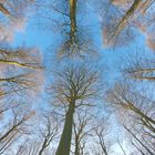 Baumwipfeltreffen der Buchen im Waldgebiet Kleinengelein, Steigerwald