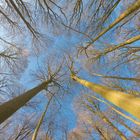 Baumwipfeltreffen der Buchen im Waldgebiet Kleinengelein, Steigerwald