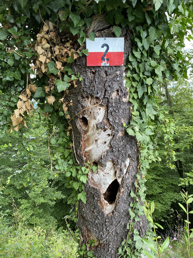 Baumwohnung mit eigener Hausnummer 