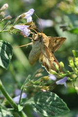 Baumwoll-Eule (Helicoverpa armigera)