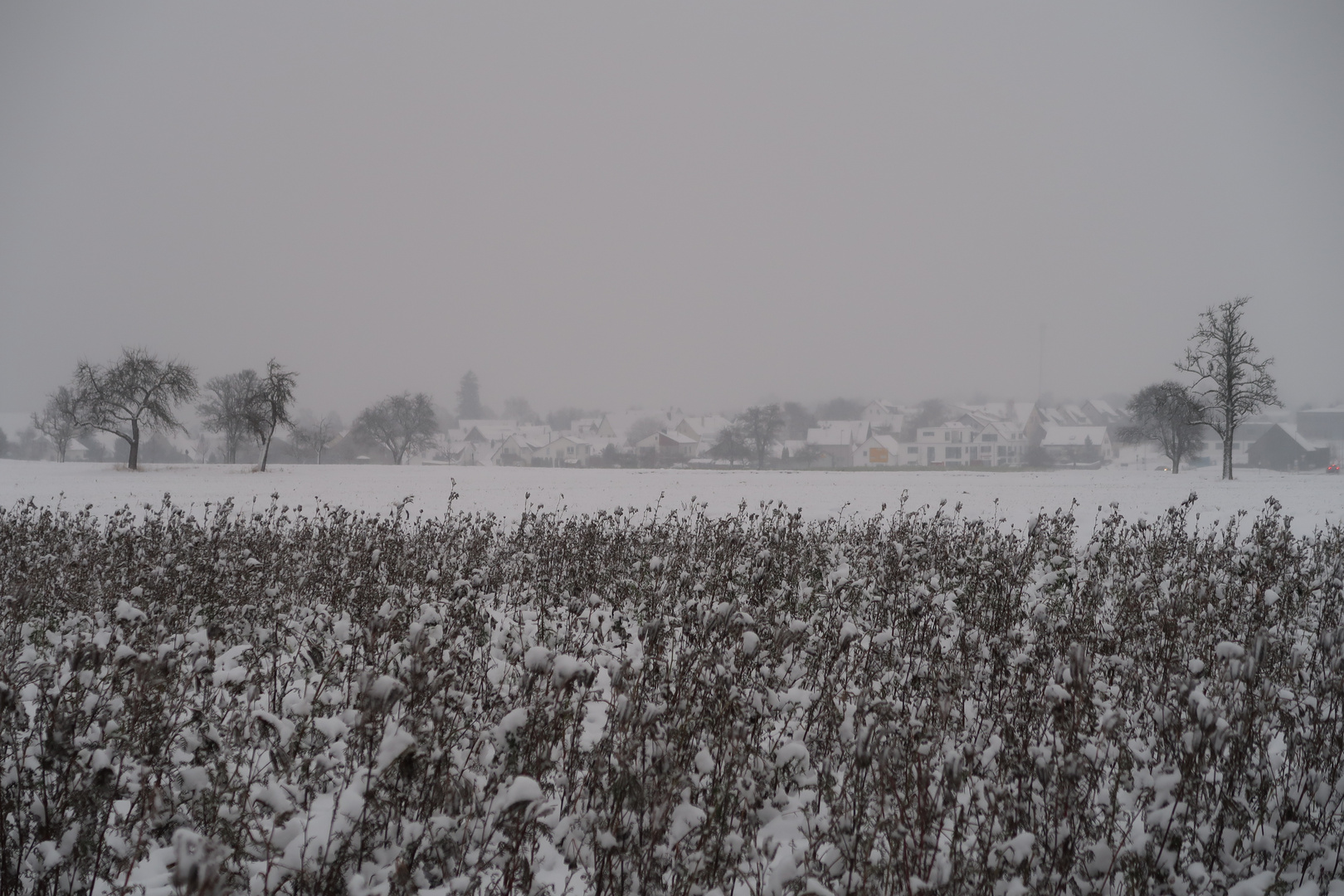 "Baumwoll-Plantage" nahe Kusterdingen