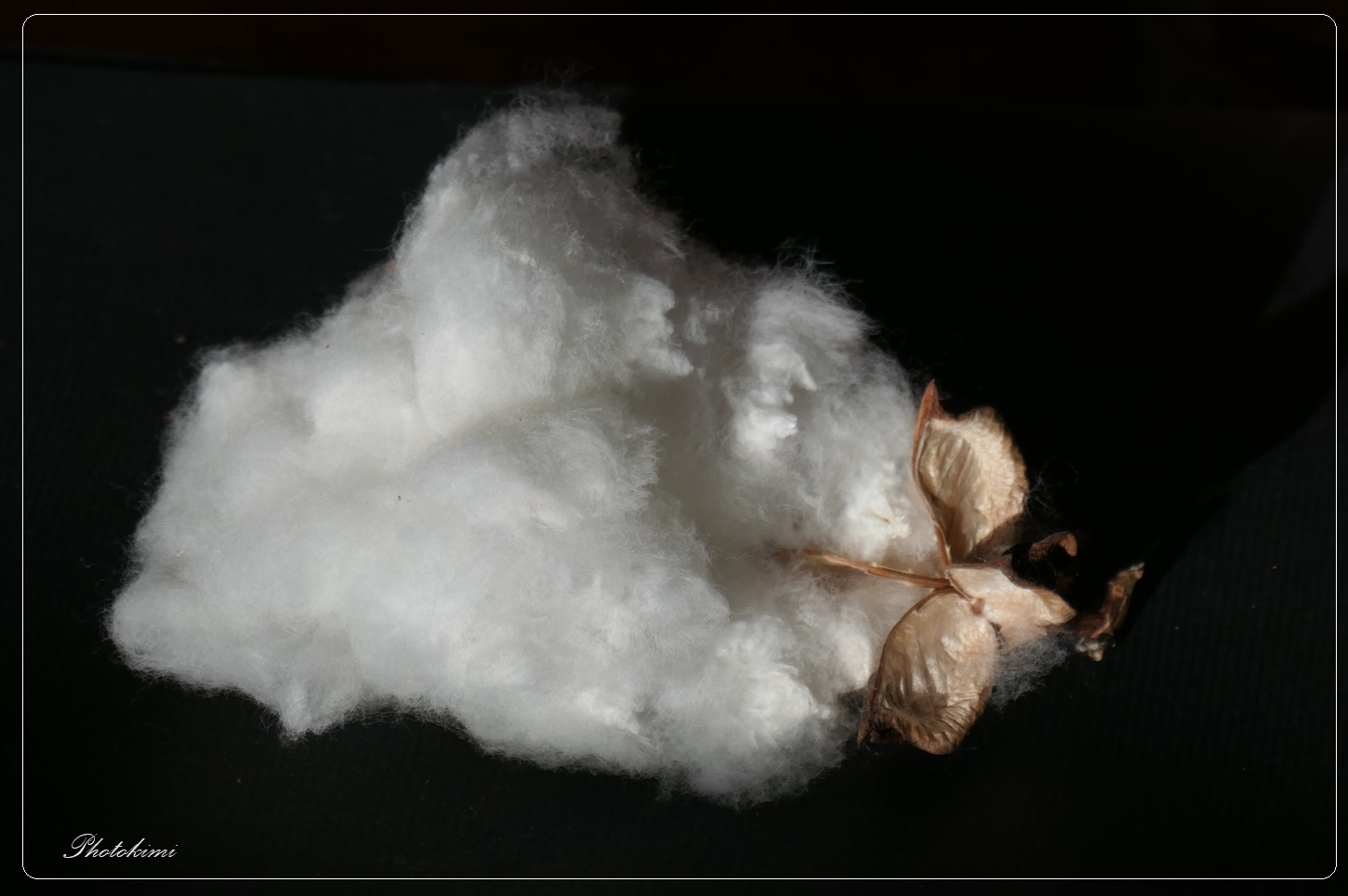 Baumwolle aus der Kapsel  