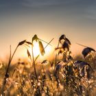 Baumwolle im Sonnenlicht.