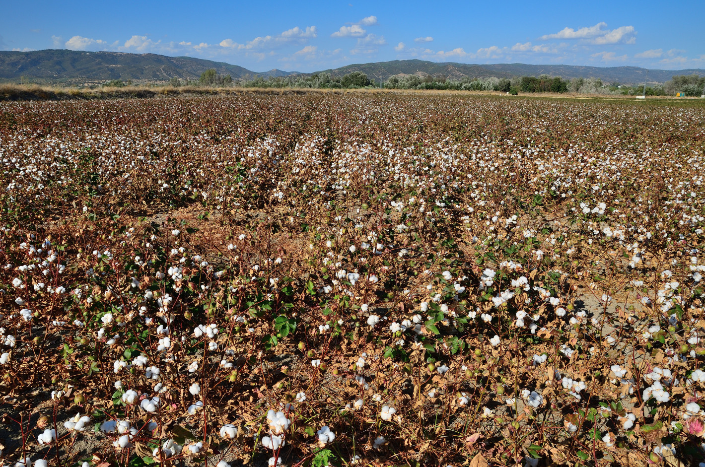 Baumwolle soweit das Auge reicht, cotton as far as you can see, algodón a toda la vista