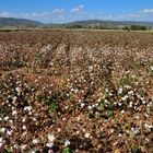 Baumwolle soweit das Auge reicht, cotton as far as you can see, algodón a toda la vista