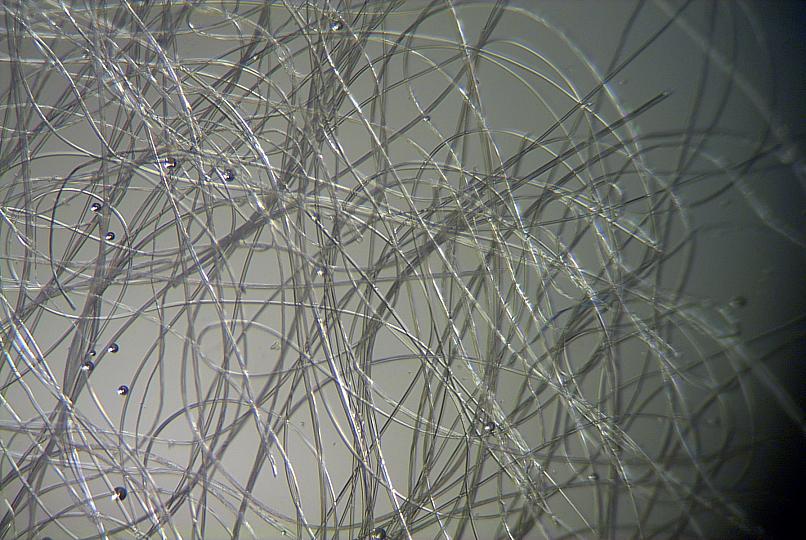 Baumwolle unter dem Mikroskop Foto & Bild | nah- & makro, techniken