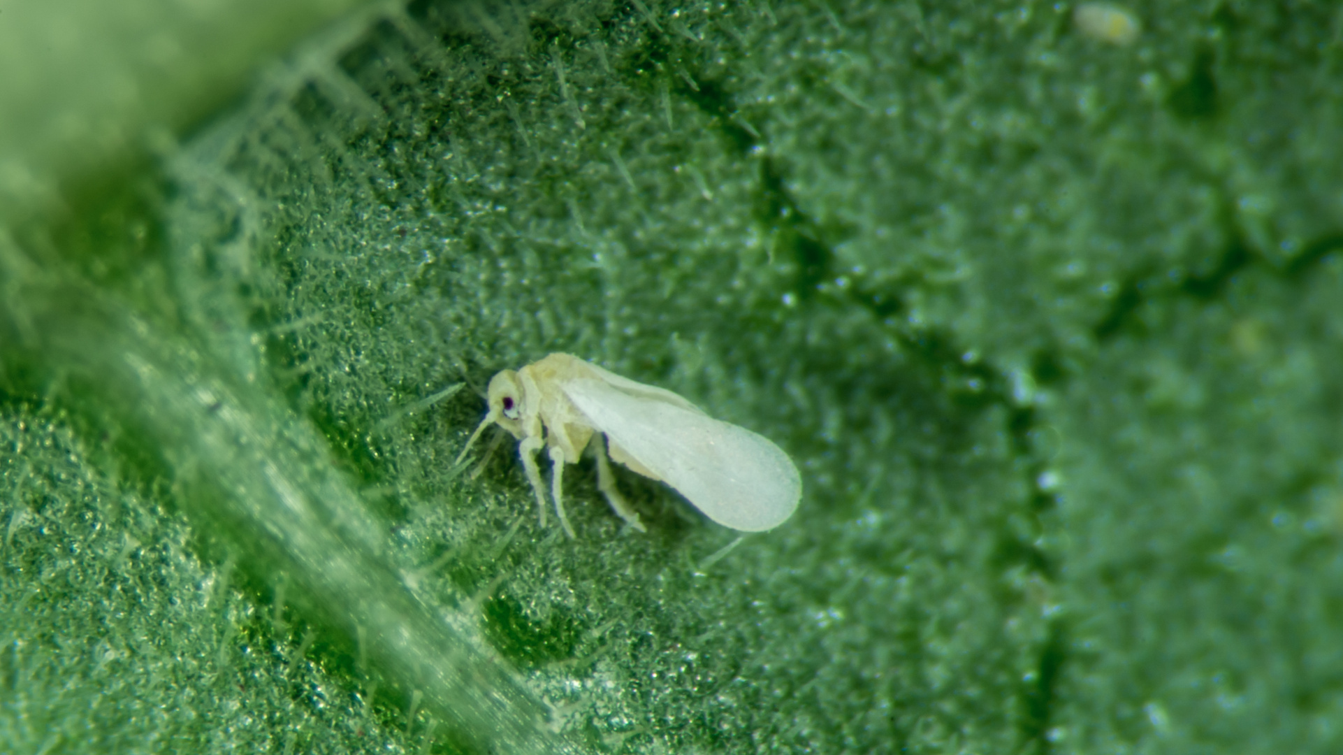 Baumwollwoll Weiße Fliege Bemisia Tabaci Foto Bild Tiere Zoo Wildpark Falknerei Insekten Spinnen Bilder Auf Fotocommunity