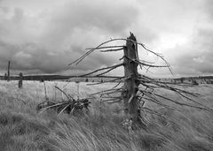 Baumwrack im Hohen Venn