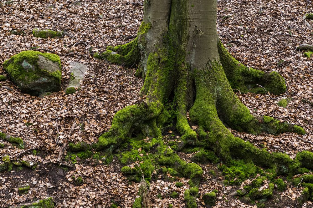 Baumwurzel Foto & Bild wald, bäume, natur Bilder auf
