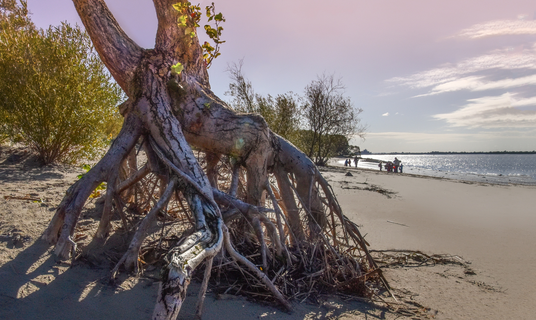 Baumwurzel am Elbstrand bei Hetlingen