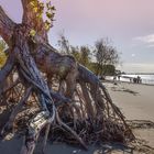 Baumwurzel am Elbstrand bei Hetlingen