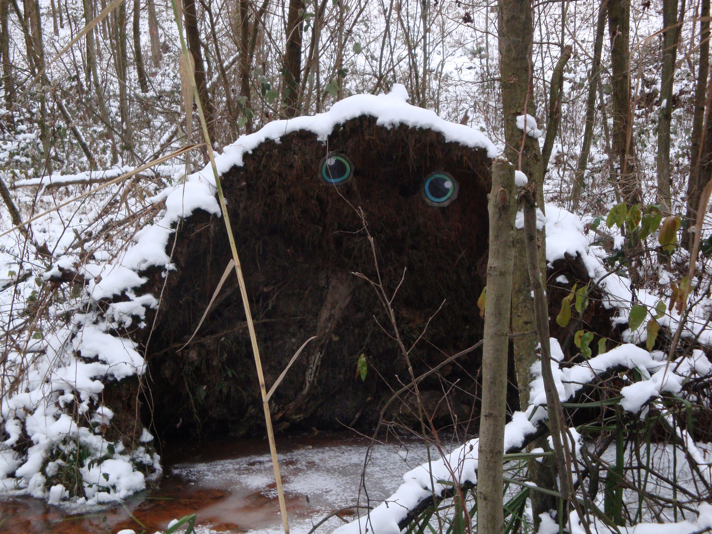 Baumwurzel am Heider Bergsee.........