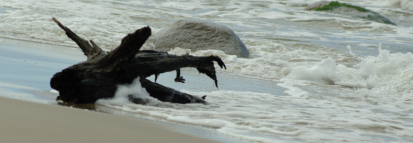 Baumwurzel am Wasser