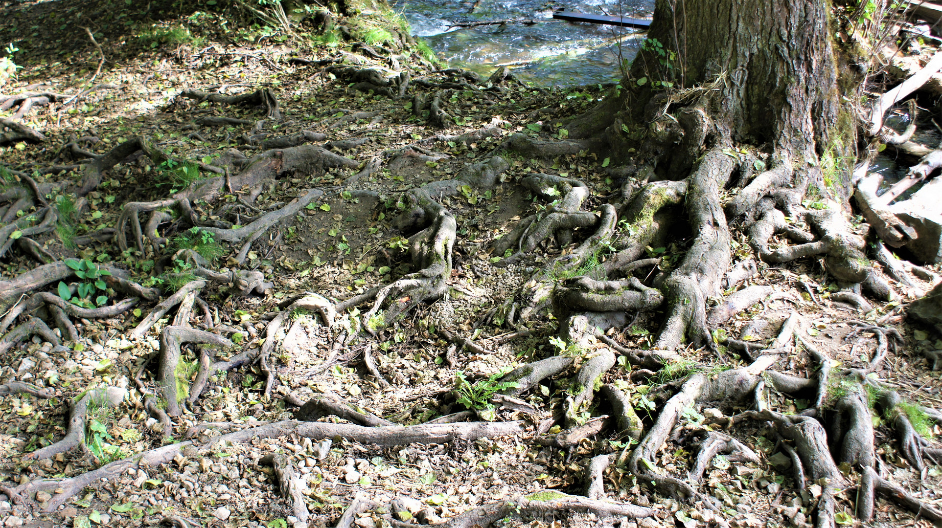 Baumwurzel im Flusstal