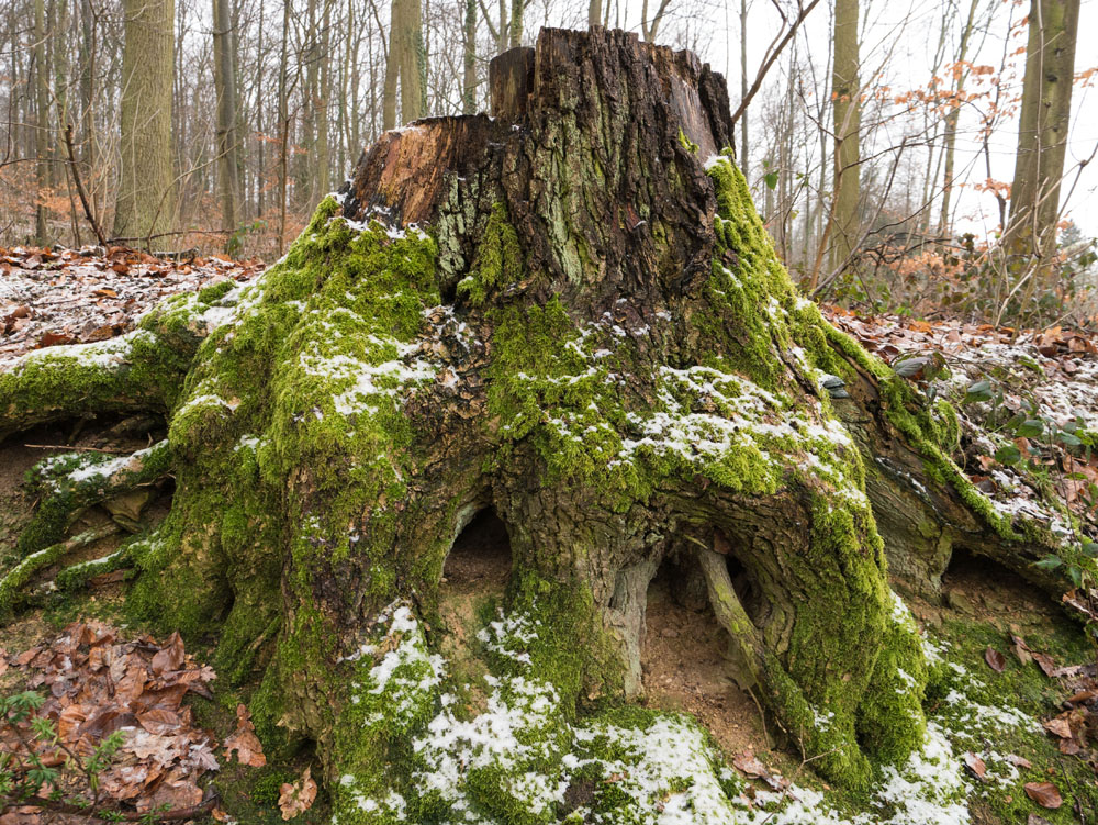 Baumwurzel im Winter