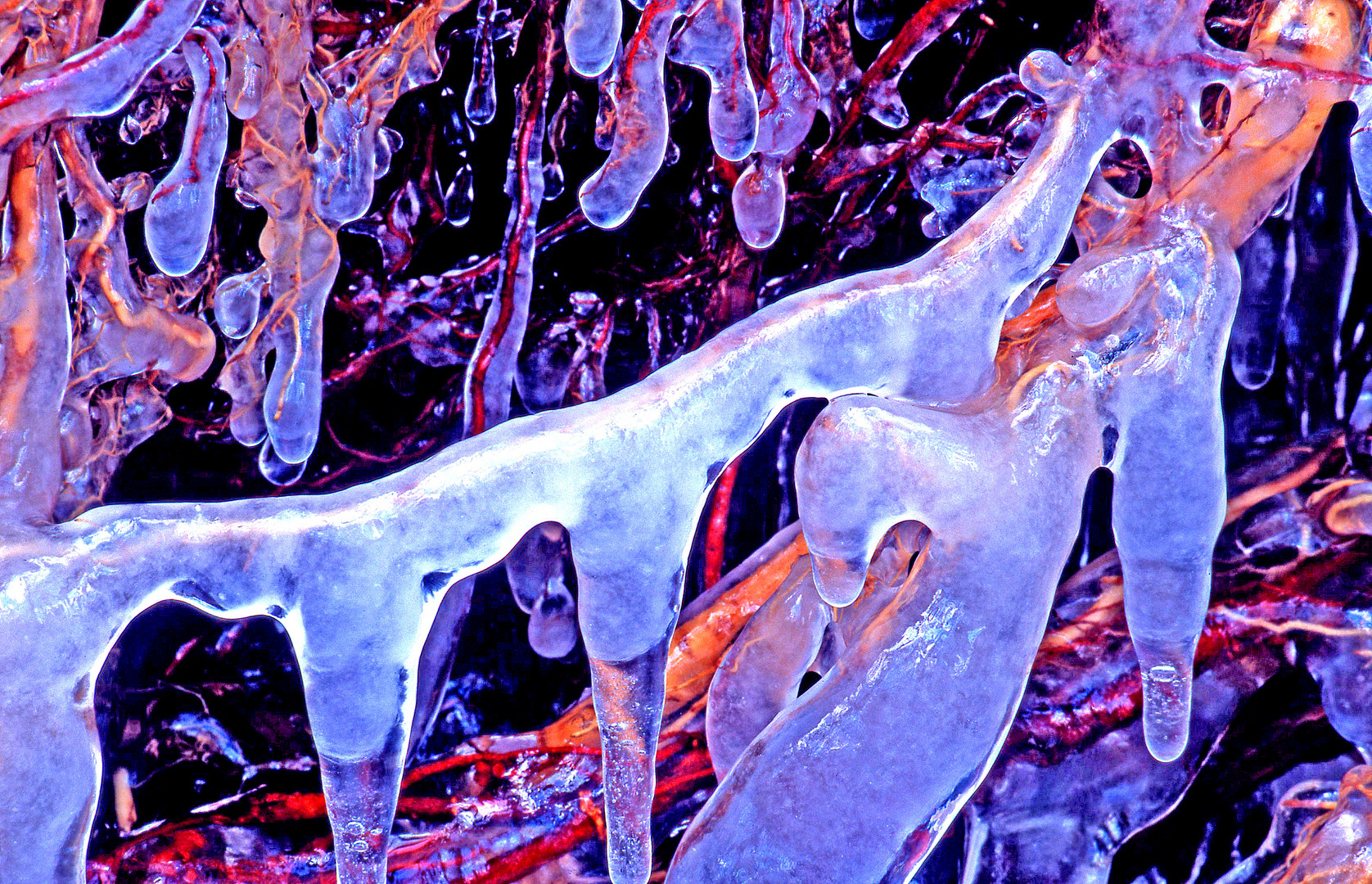 Baumwurzel mit Eiskruste an einem Bachufer im Winter