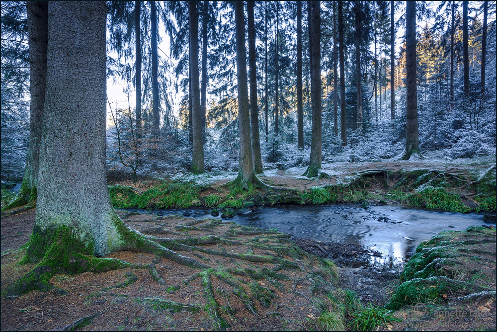 Baumwurzeln am Silberbach