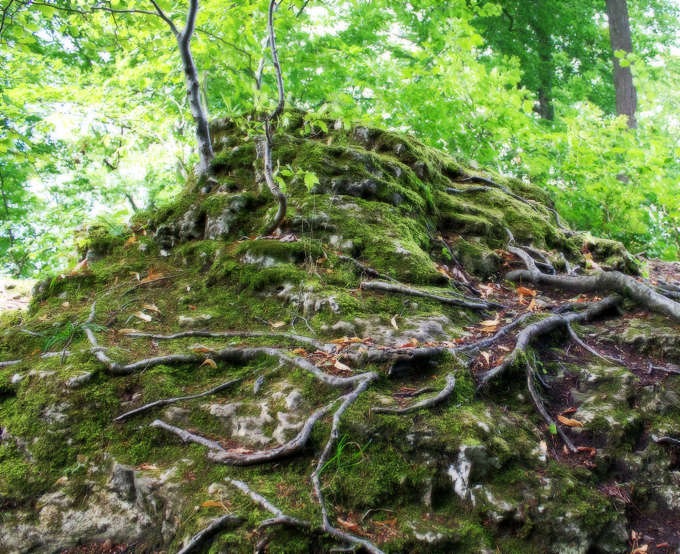 Baumwurzeln auf Felsen