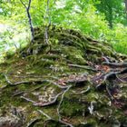 Baumwurzeln auf Felsen