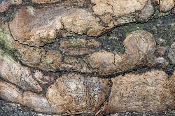 Baumwurzeln auf meinem Weg ...