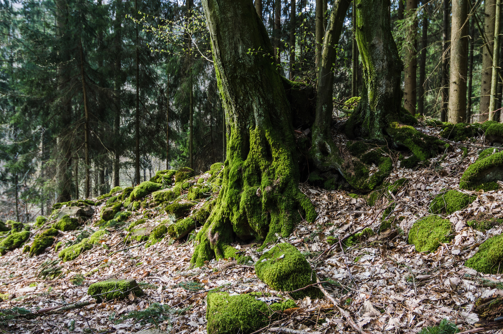 Baumwurzeln auf steinigem Grund