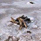 Baumwurzeln im Eis