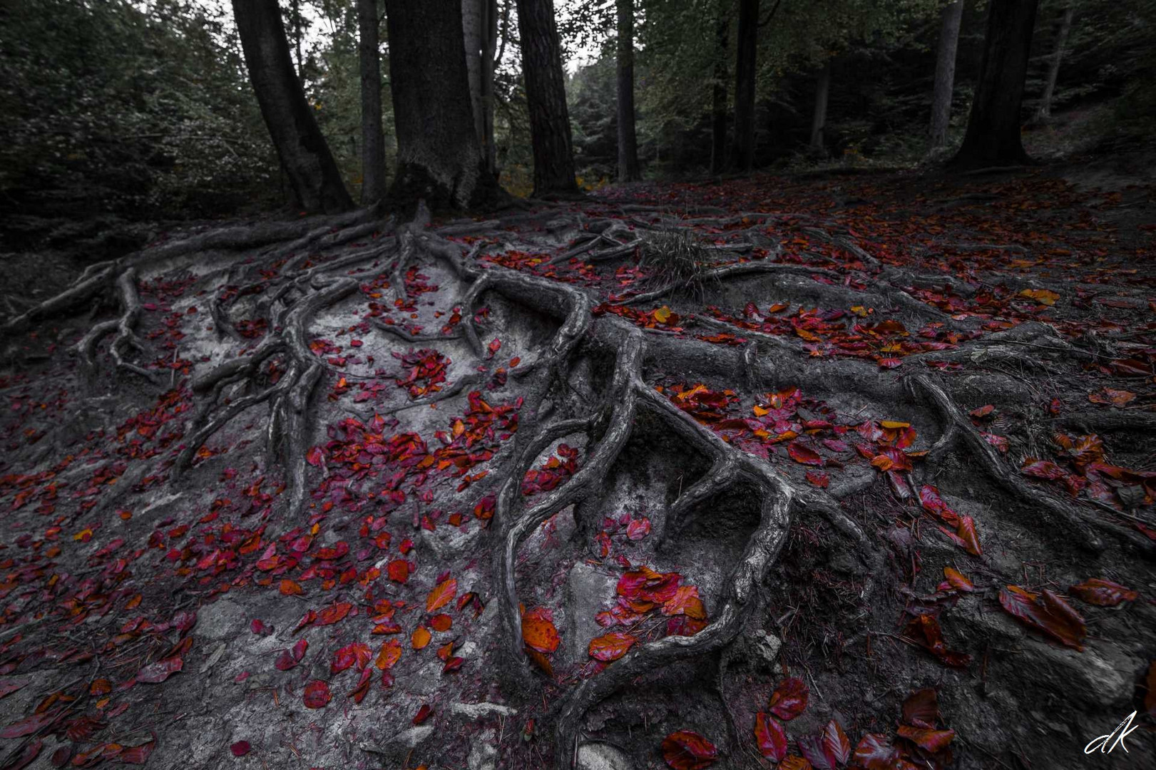 Baumwurzeln im Herbst