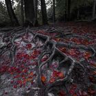 Baumwurzeln im Herbst