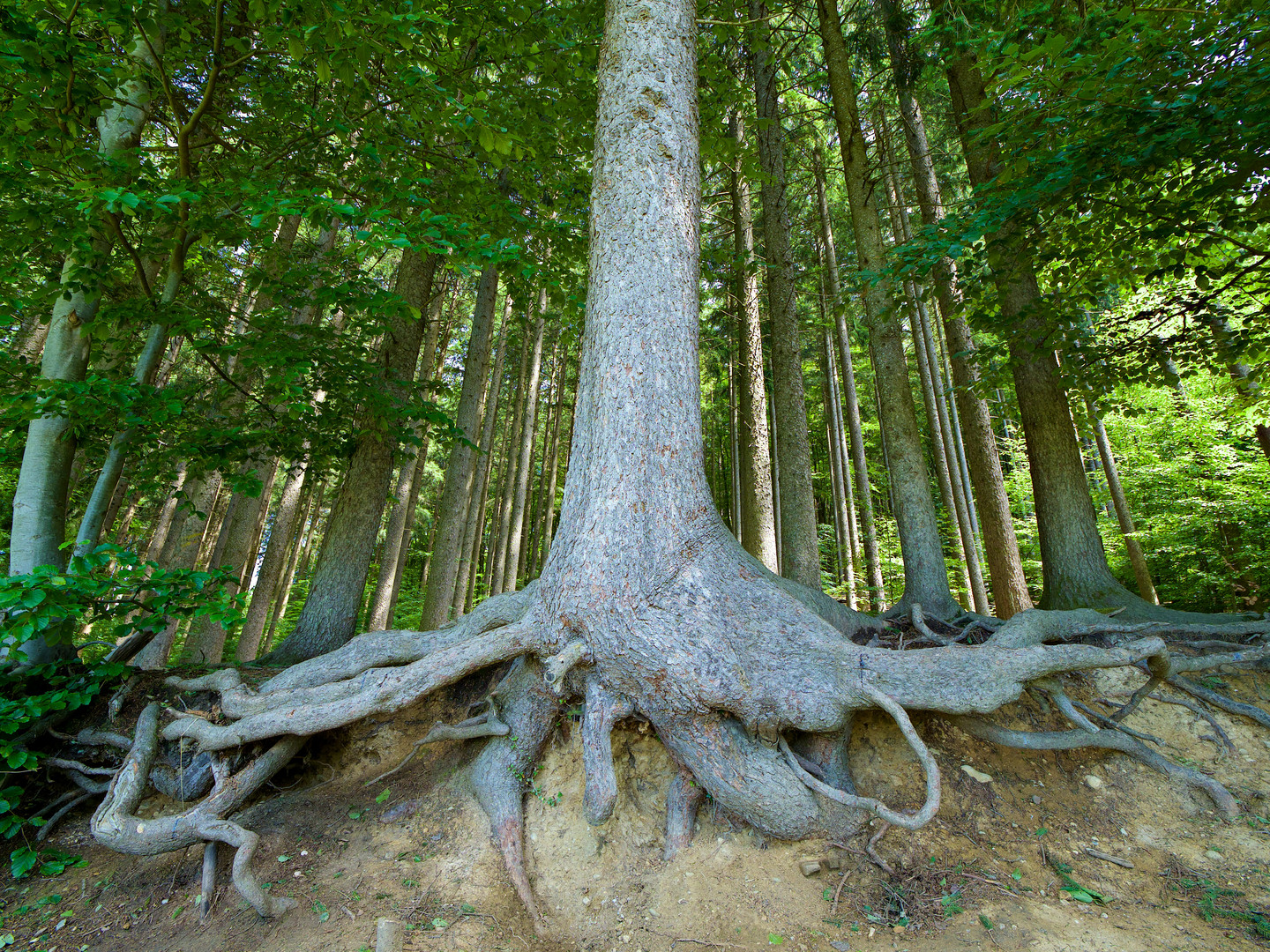 Baumwurzeln. Walderlebnispfad in Ebersberg.