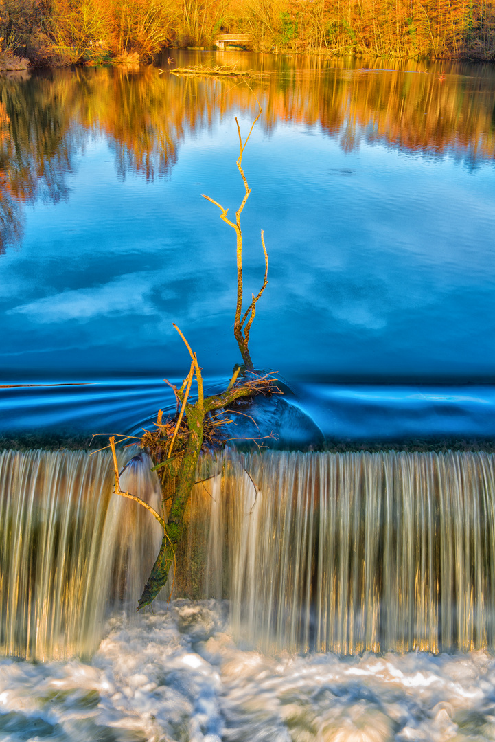 Baumzweig im See