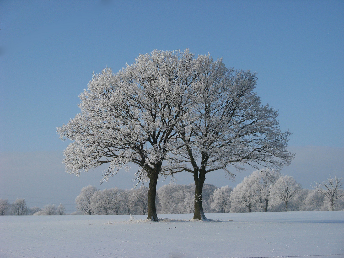 Baumzwillinge