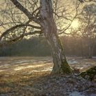 Baumzwillinge - Birken in der winterlichen Nachmittagssonne