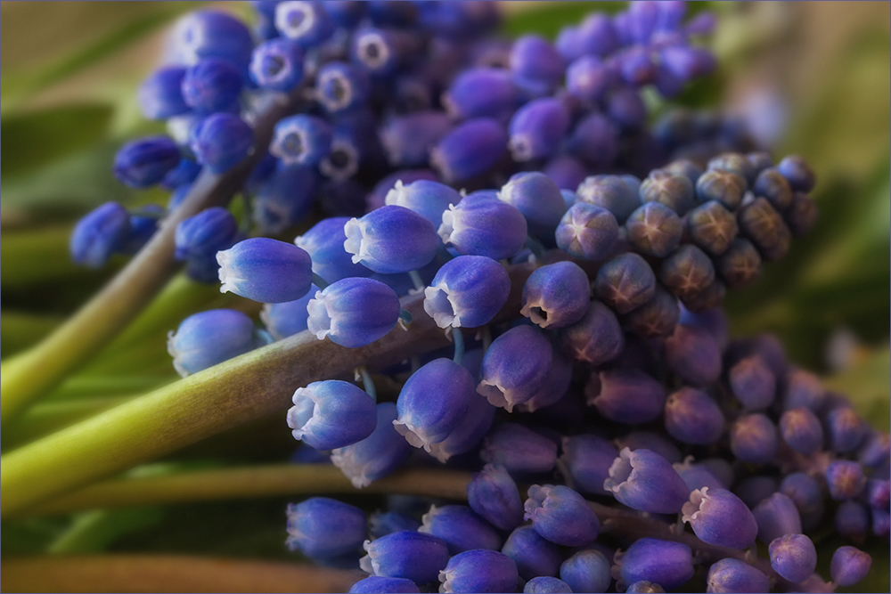 Baurabüble - Muscari...