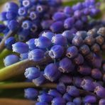 Baurabüble - Muscari...