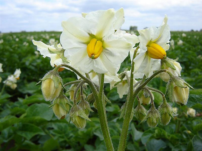 Bauschheimer Kartoffelblüten