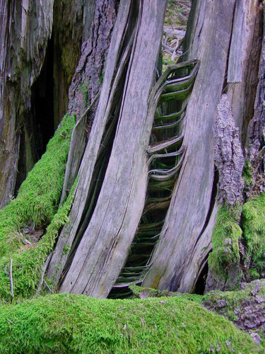 Baustein der Natur