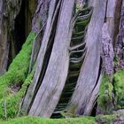 Baustein der Natur