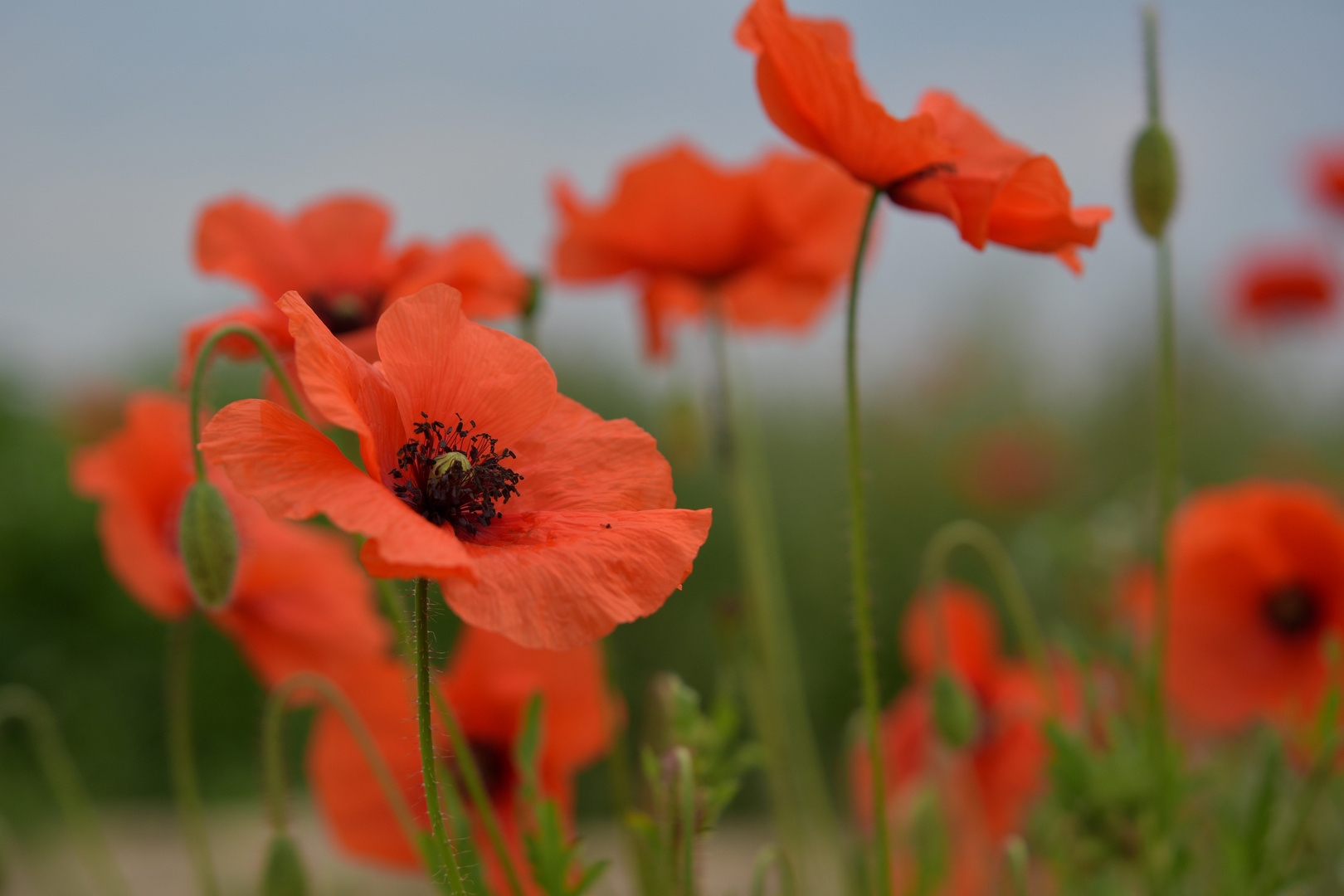 Baustellen - Mohn