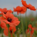 Baustellen - Mohn