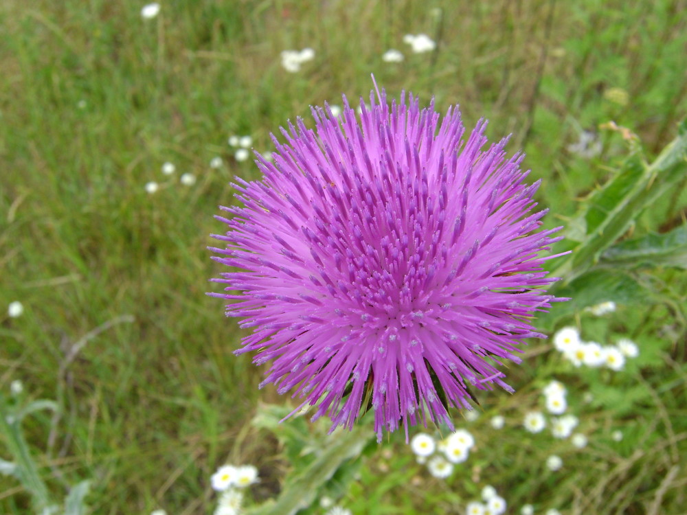 Baustellendistel