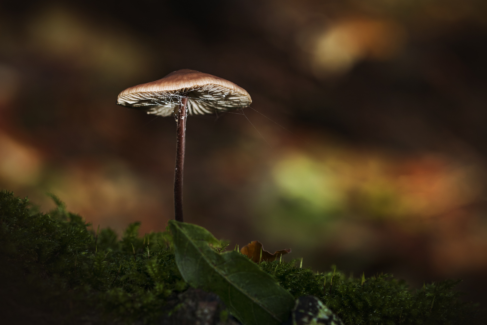 Bauwerk am kleinen Pilz