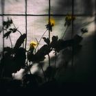 Bauzaun mit Mittwochsblümchen