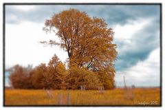 Bavaria-Buche im Indian Summer