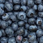 Bavarian Blueberries