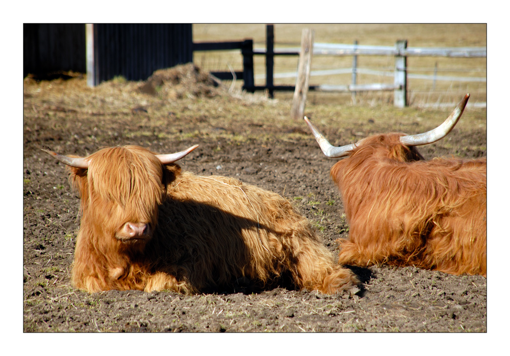 Bavarian Cattle - Bayrisches Vieh