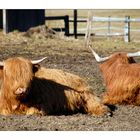 Bavarian Cattle - Bayrisches Vieh