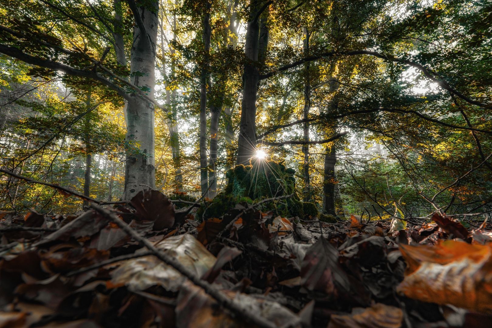 Bavarian Forest